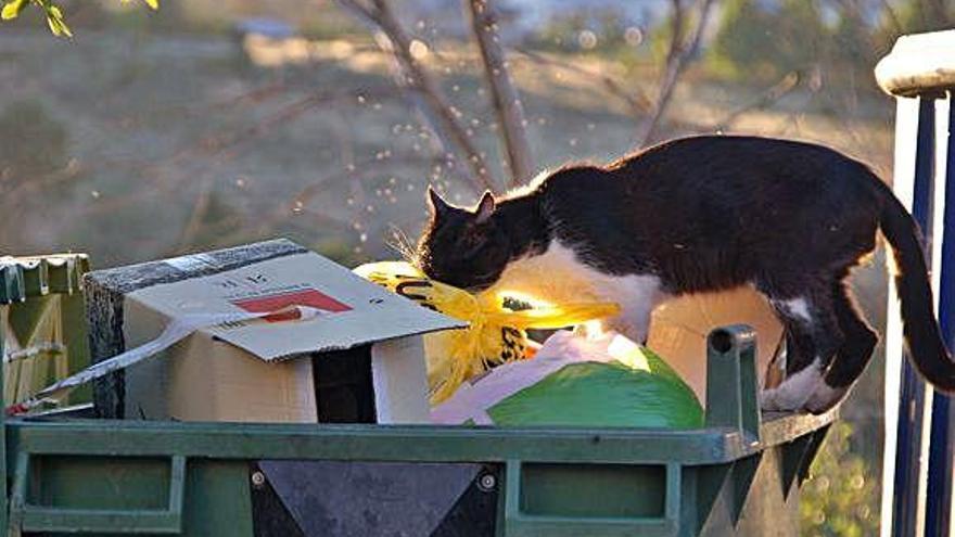 Un gato trata de alimentarse en un contenedor de basuras.