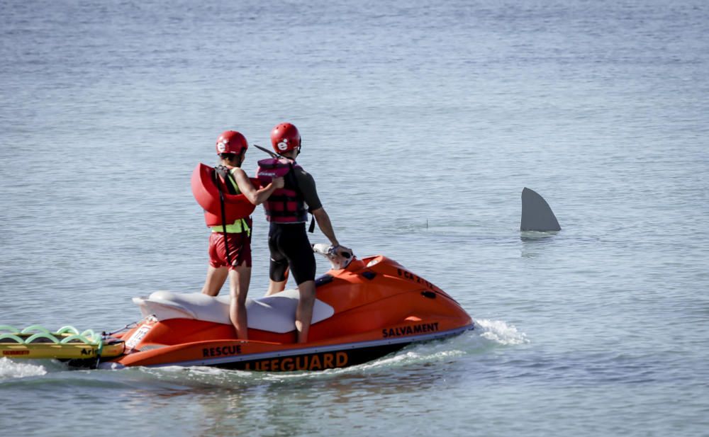 Hai-Alarm mit Happy-End auf Mallorca