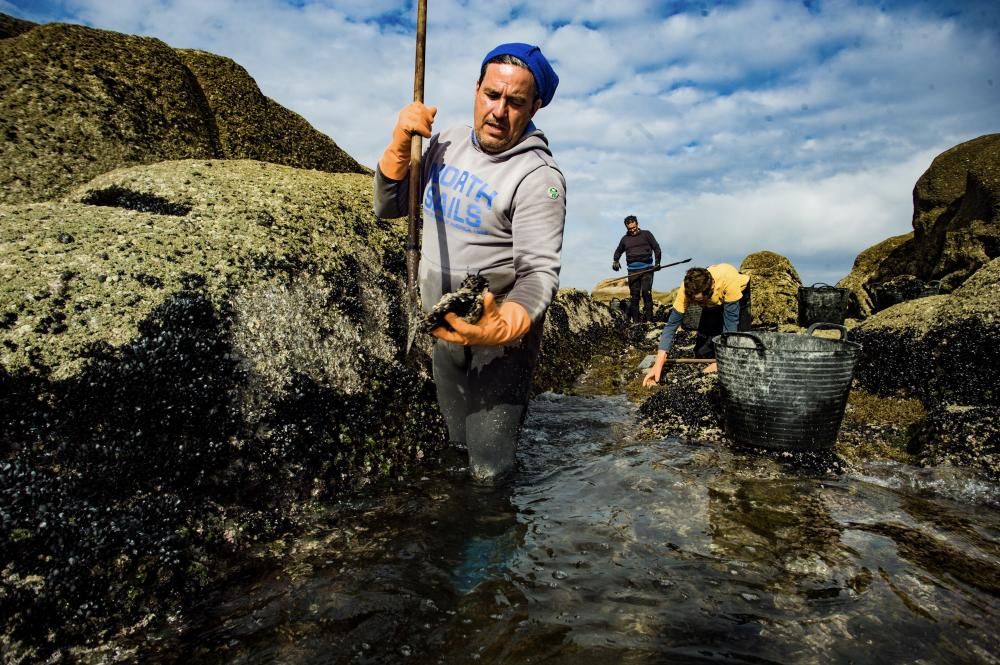 Así recolectan mejilla los bateeiros de Arousa