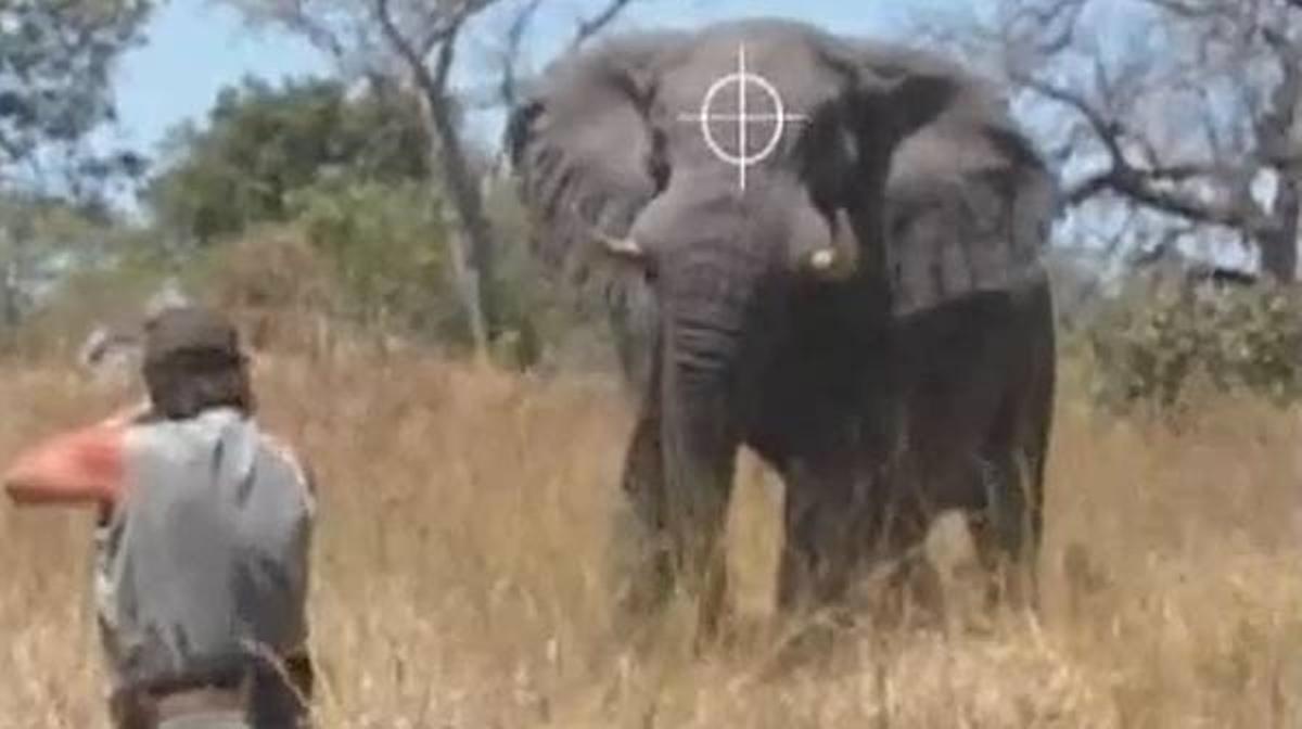 Jeff, propietario de la empresa Rann Safaris, mata de un tiro en la cabeza un elefante.