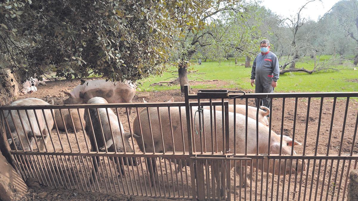 El ganadero Antoni Mestre, en la granja de cerdos que dirige en el municipio de Ariany.