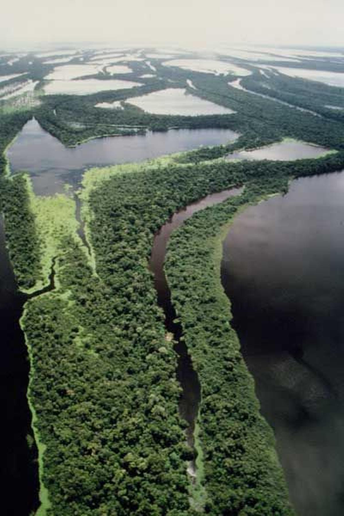 En el archipiélago Anavilhanas se encuentran una de las reservas naturales más bellas del mundo.
