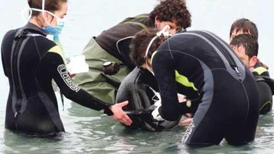 Los veterinarios prodigaron todos los cuidados posibles al cetáceo, pero no lograron salvarlo.