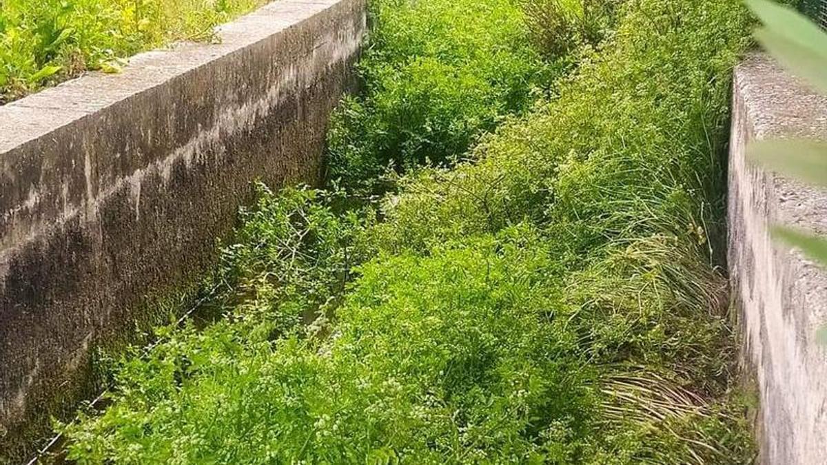 La Séquia Mare, llena de vegetación, a su paso por Potries.