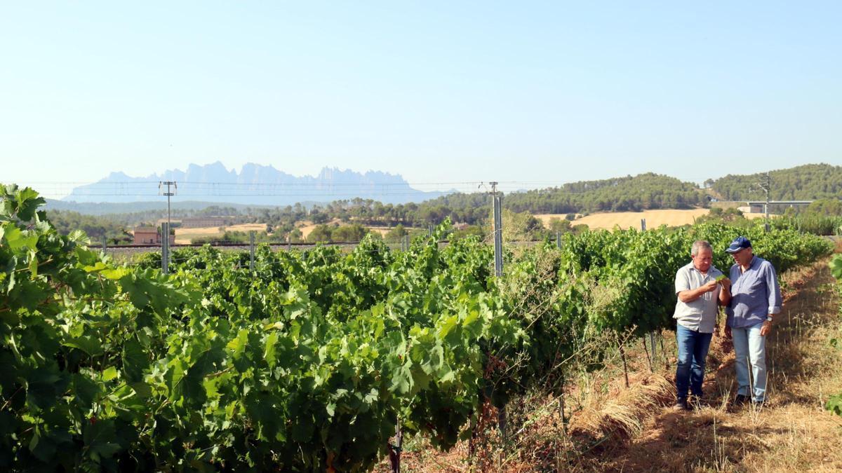 Així és la malvasia blanca-roja, la varietat de vinya única recuperada al Bages