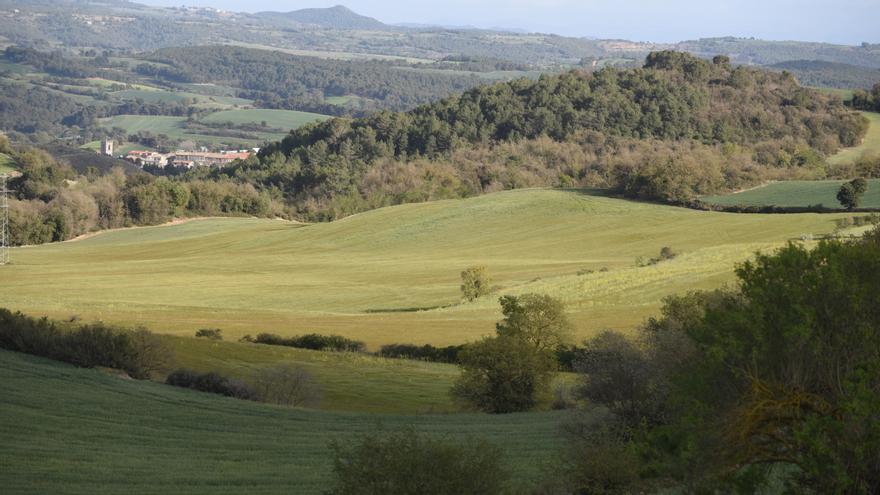 Les pluges dels darrers dies «no salven res» en els conreus de cereal del Bages