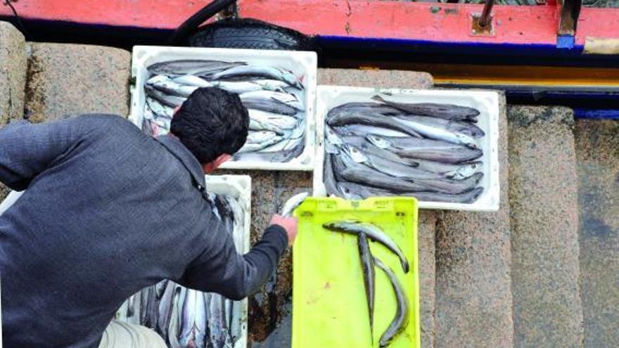 Un trabajador descarga las capturas de merluza de un buque en Cambados.  // Iñaki Abella