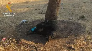 Investigado por dejar morir a un perro atado a un árbol en Cáceres