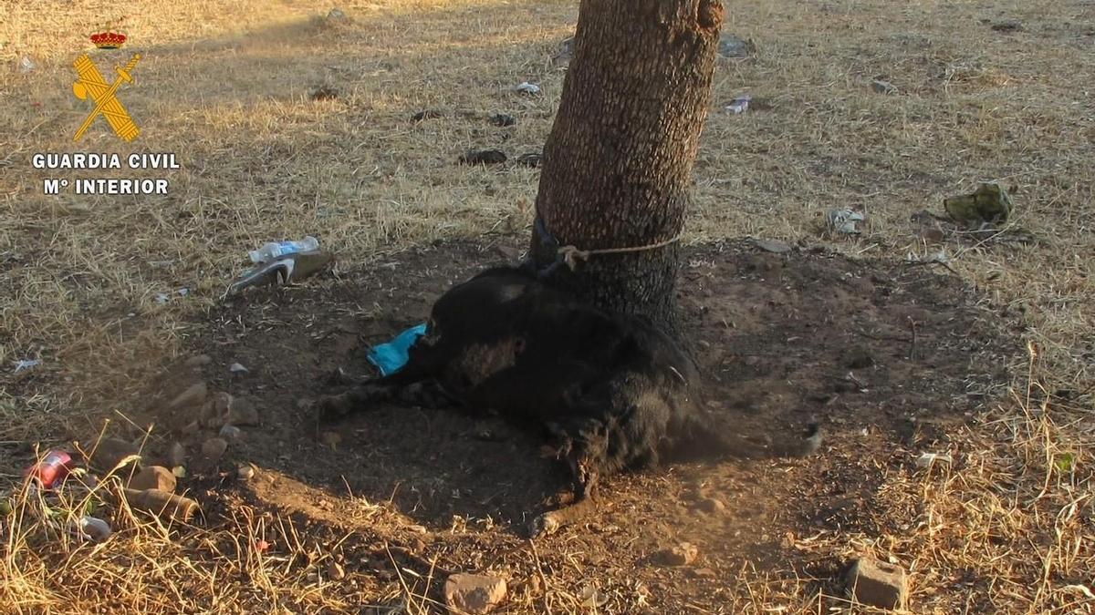 Investigado por dejar morir a un perro atado a un árbol en Cáceres - El  Periódico Extremadura