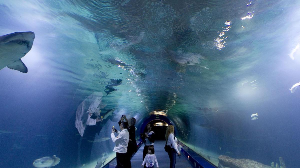 Visitantes, en el túnel de los tiburones del Oceanogràfic