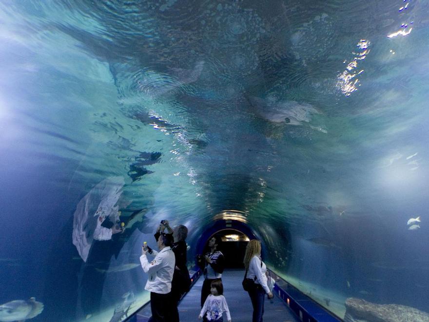 Protección y aventura en  el Oceanogràfic de València