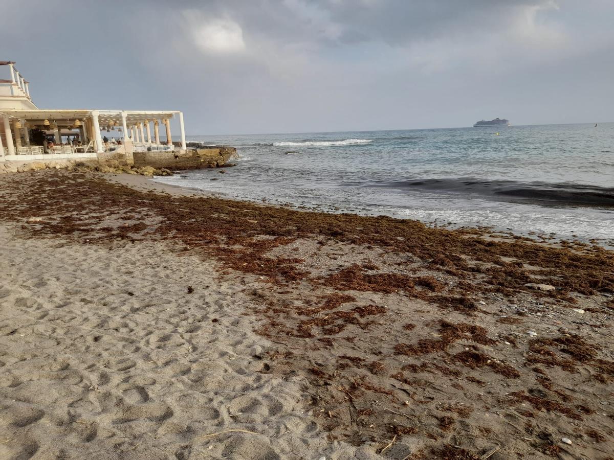 Alga invasora en los Baños del Carmen, en junio