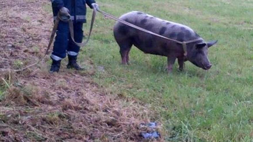 El cerdo, una vez capturado por Protección Civil.  // Cedida