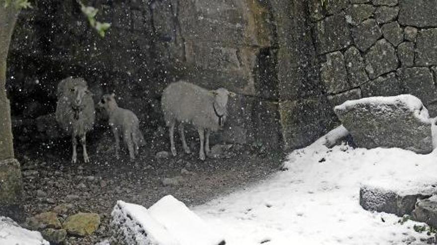 Schafe schützen sich vor dem Schneefall