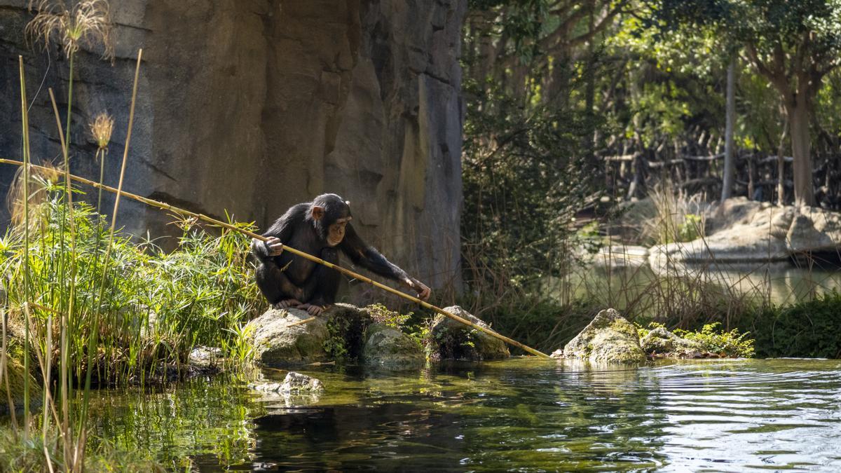 Los visitantes de Bioparc Valencia pueden observar en primera persona chimpancés y gorilas.