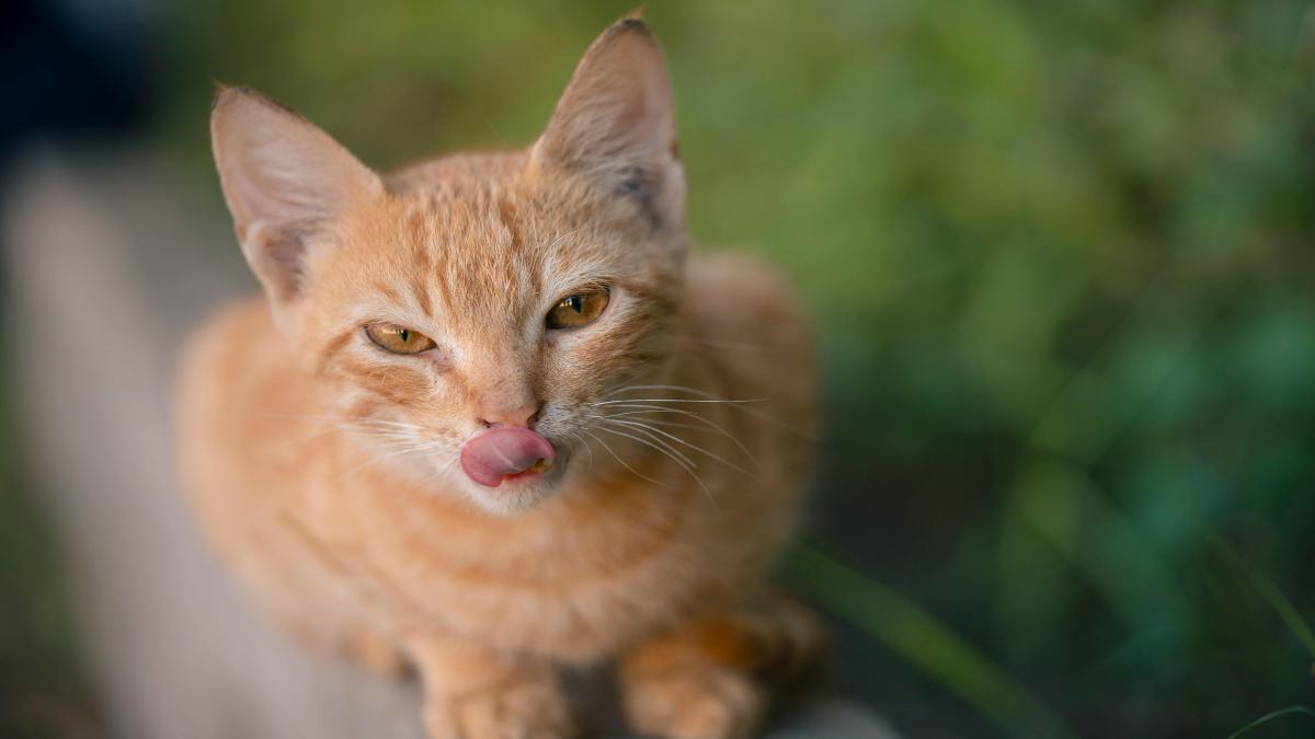 ¿Por qué los gatos sacan la lengua?
