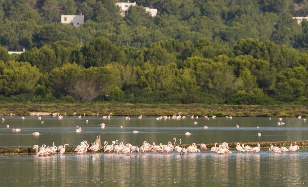 Flamencos en Ibiza