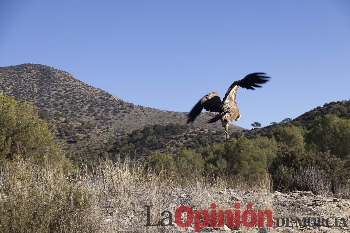 Suelta de dos buitres leonados en la Sierra de Mojantes en Caravaca