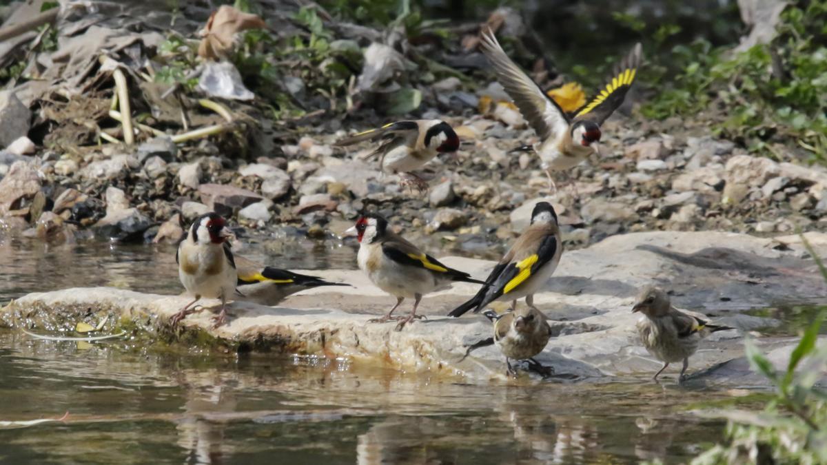 Los jilgueros en la Ribera del Marco.