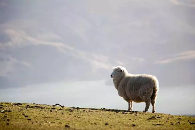 Nueva Zelanda imposible