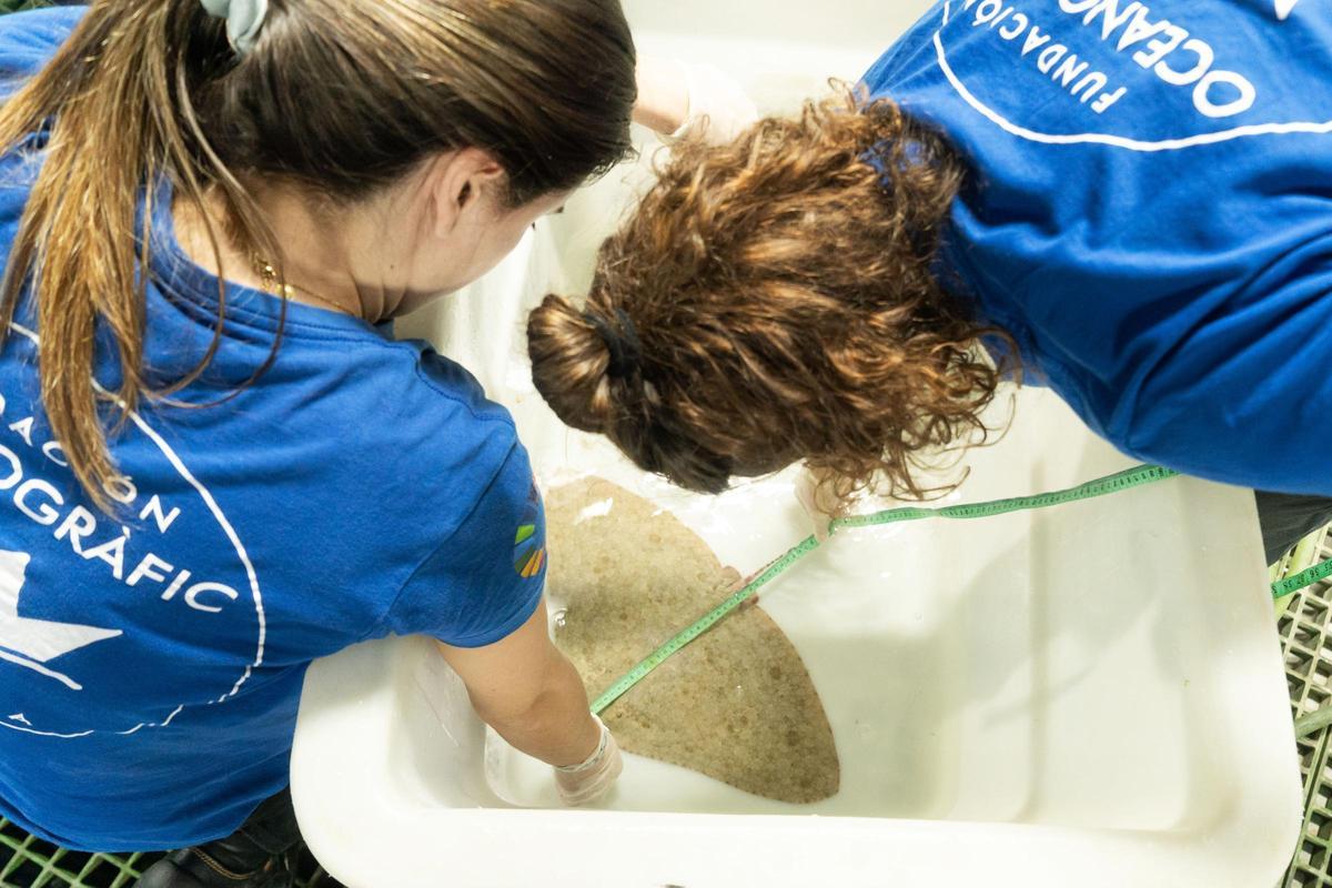 Dos biòlogues de la Fundació Oceanogràfic prenen mesures a una mantellina durant el seu període de recuperació en el Centre de Recuperació de l'Oceanogràfic de València.