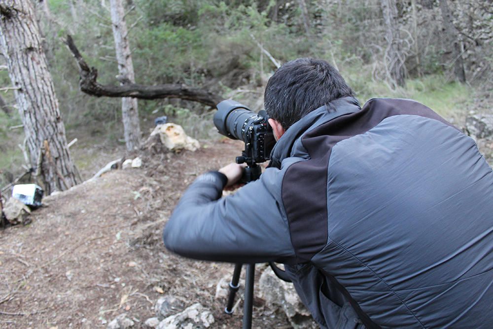 Fotograf Oliver Martínez gelingt Foto von Ginsterkatze