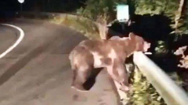 El oso "Santiaguín" se levanta tras sufrir el atropello.