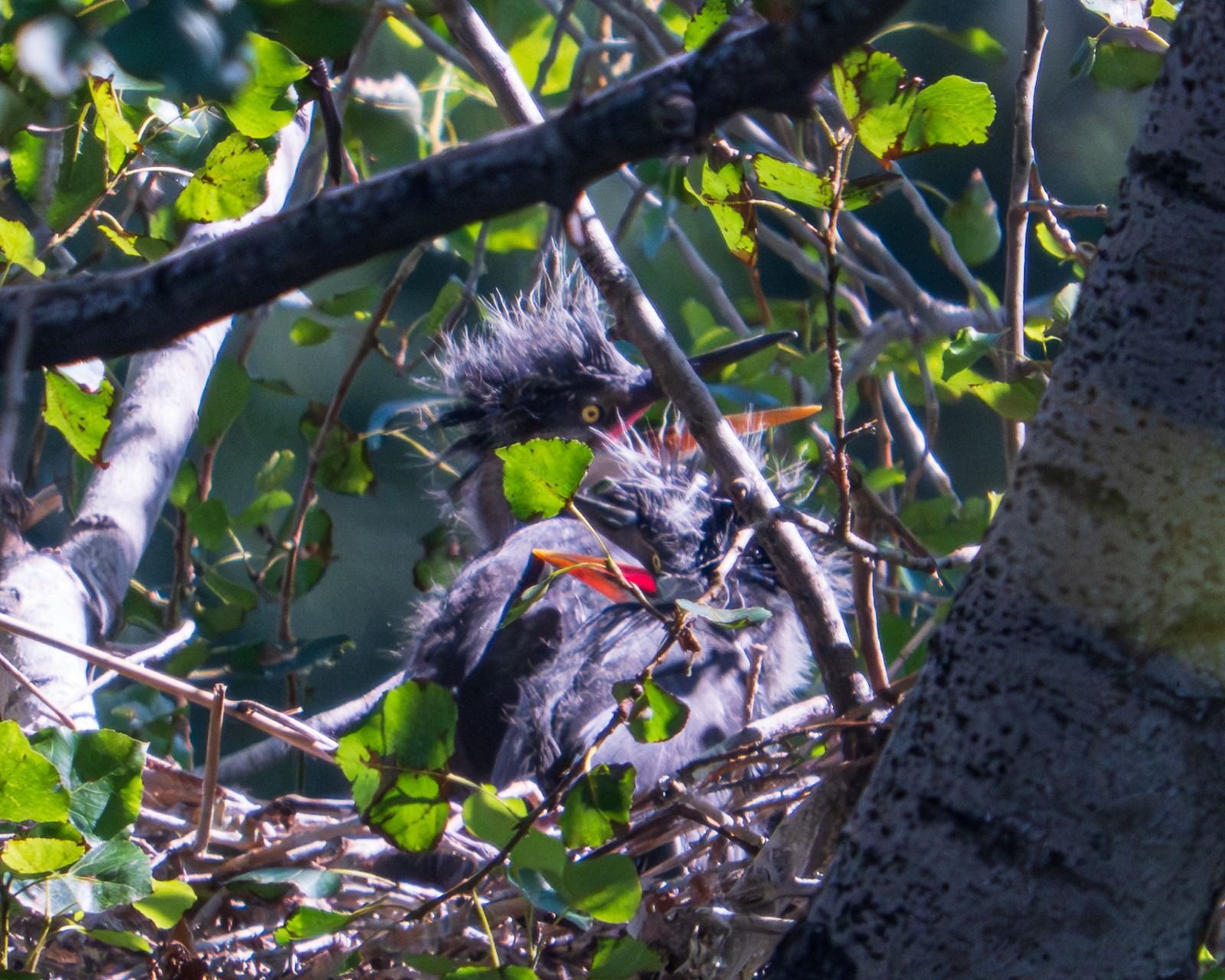Las crías de garza real, captadas en el nido en el que nacieron en un árbol del parque fluvial del río Besòs, en Sant Adrià.