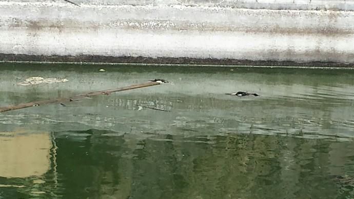 Aparecen tres patos muertos en un estanque de la trasera del Ayuntamiento de Telde