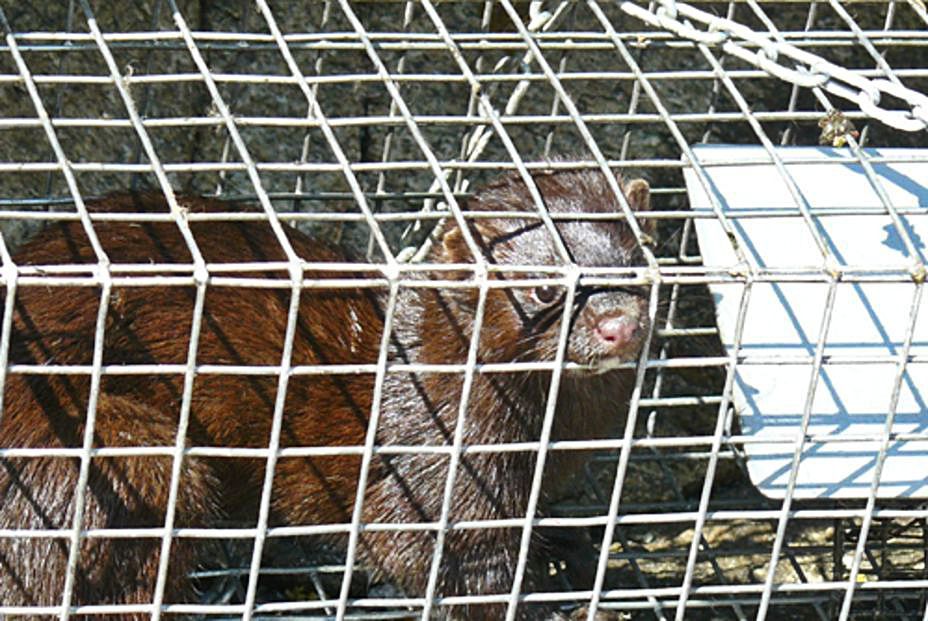Un visón americano capturado en la isla de Sálvora en 2015