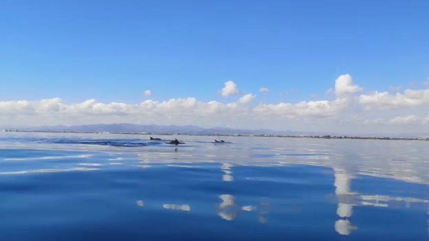 Delfines entre Almassora y Burriana