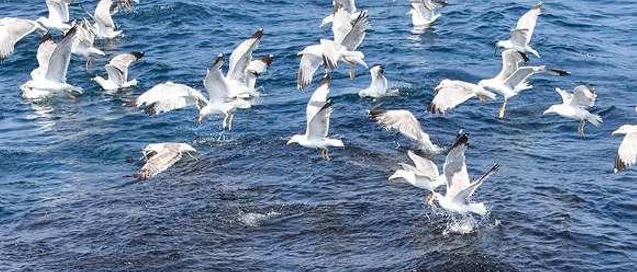 Aves y un delfín común alimentándose en un banco de peces. // BDRI