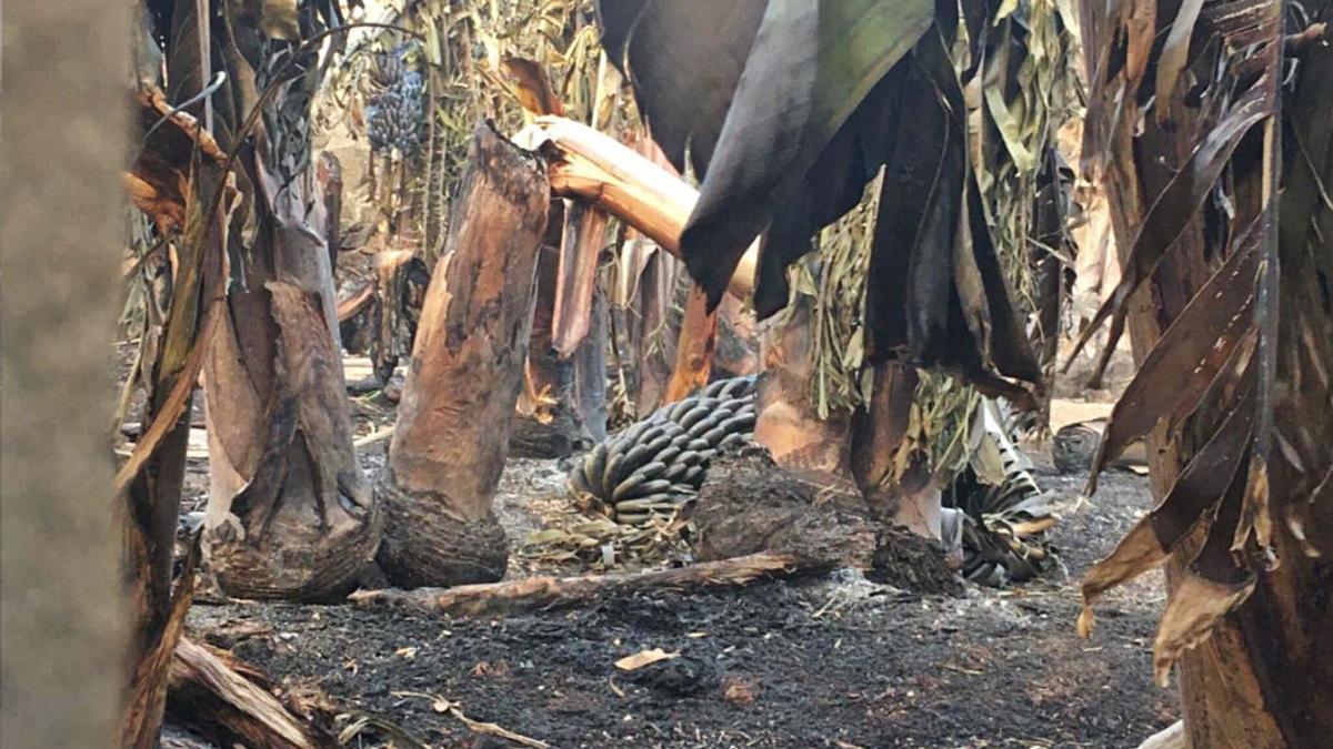 A la izquierda, plataneras de la costa suroeste de La Palma afectadas por la ola de calor. Sobre estas líneas, aguacates quemados por las altas temperaturas.