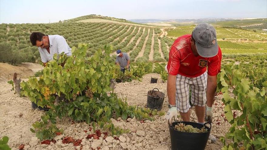 El ministerio fija en 4.950 hectáreas las nuevas plantaciones de viñedo