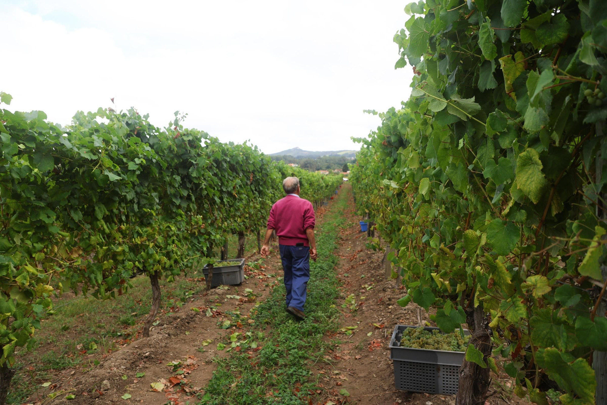 Recolección de uva para el primer espumoso de la bodega arousana Granbazán (O Salnés) en una parcela de Vedra (Ribeira do Ulla).