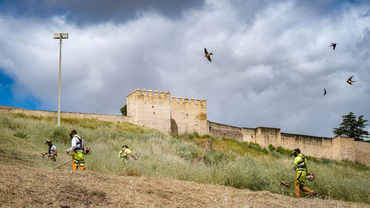 Las limpieza abarca 7 hectáreas de las laderas de la Alcazaba de Badajoz.