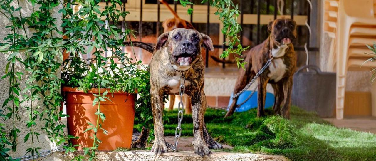 La familia del fallecido atacado por seis perros denuncia a los propietarios