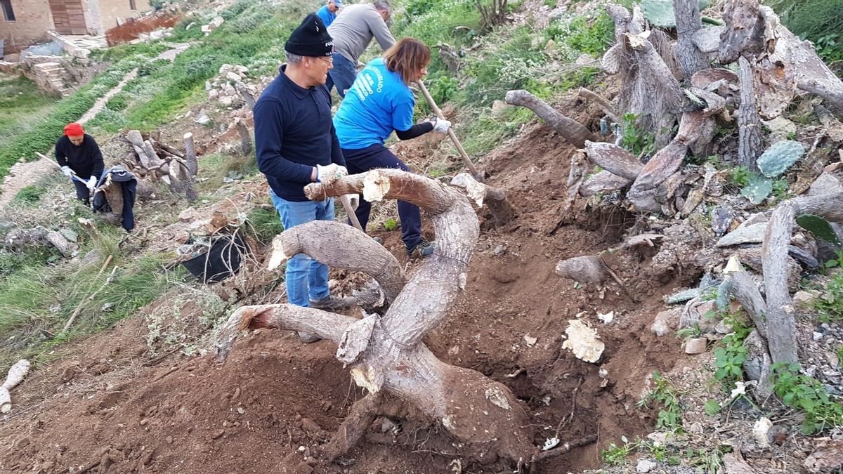 Grandes troncos y raíces que han tenido que quitar.