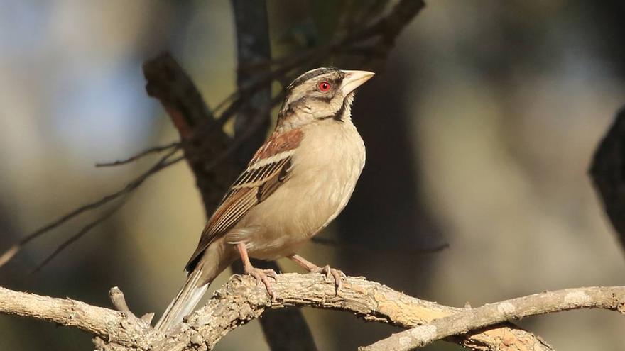 El tamaño sí importa: las aves con el cerebro más grande sobreviven mejor