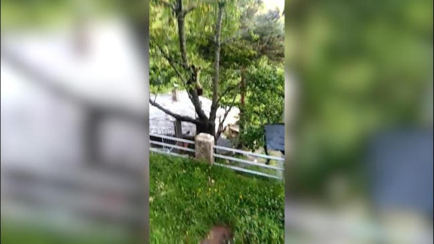 "Serafín", el oso de El Bao vuelve a las andadas: así fue su encuentro con un vecino de la zona