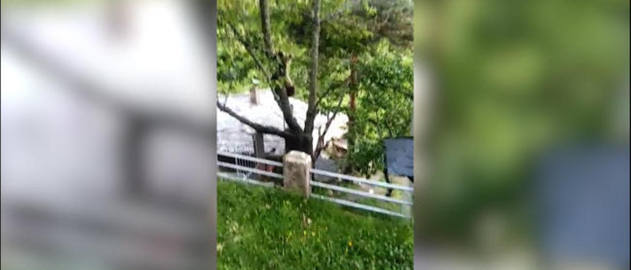 "Serafín", el oso de El Bao vuelve a las andadas: así fue su encuentro con un vecino de la zona