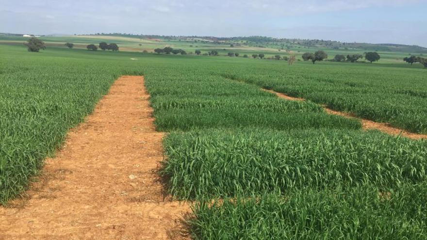 Una de las parcelas donde se realizan las siembras de ensayos de nuevas variedades de cereales de invierno. | CÓRDOBA