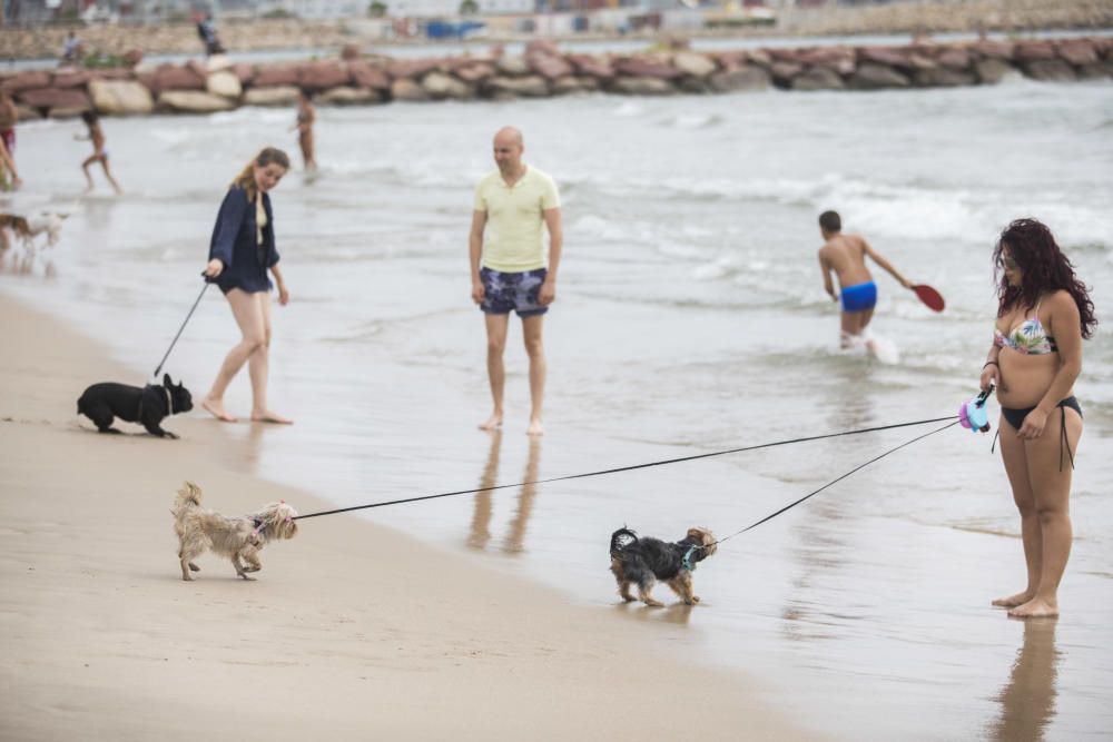 Ambiente en la playa para perros de Pinedo