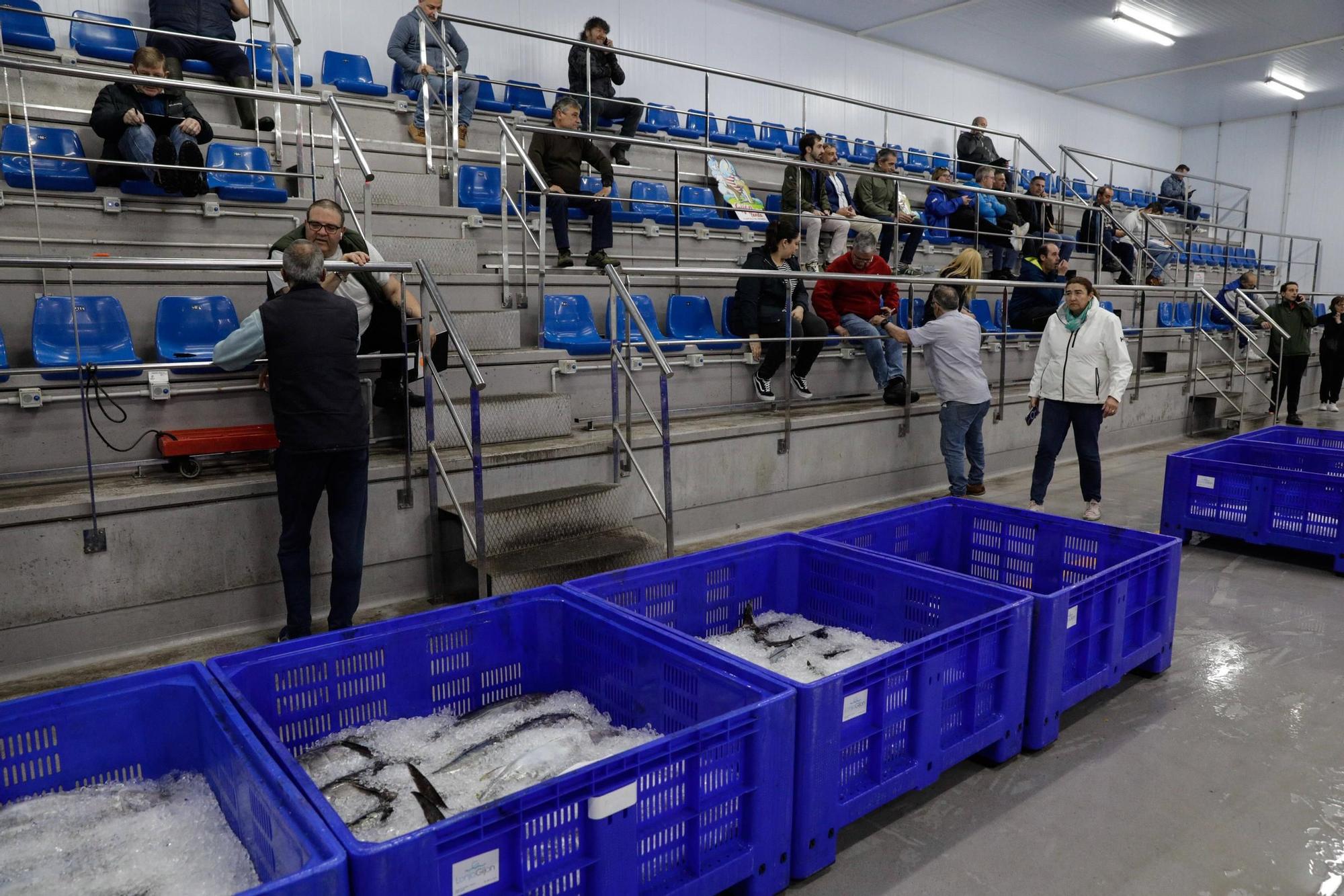 Así fue la primera descarga de bonito de la temporada en Lonja Gijón (en imágenes)