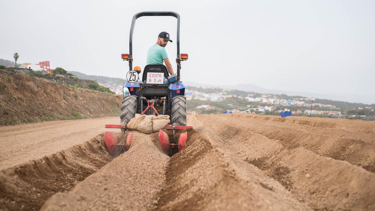 Un agricultor trabaja en una finca de papas de San Juan de la Rambla.