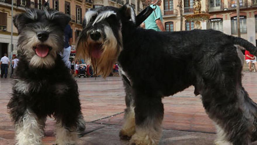 Mil y una maneras de espantar orines de perros