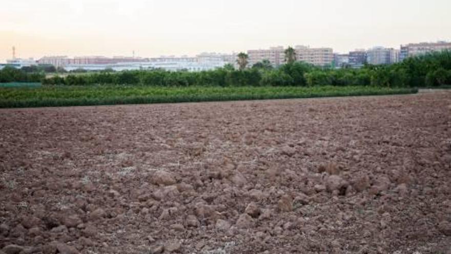 Xirivella impulsa un banco de tierras para reactivar los campos abandonados