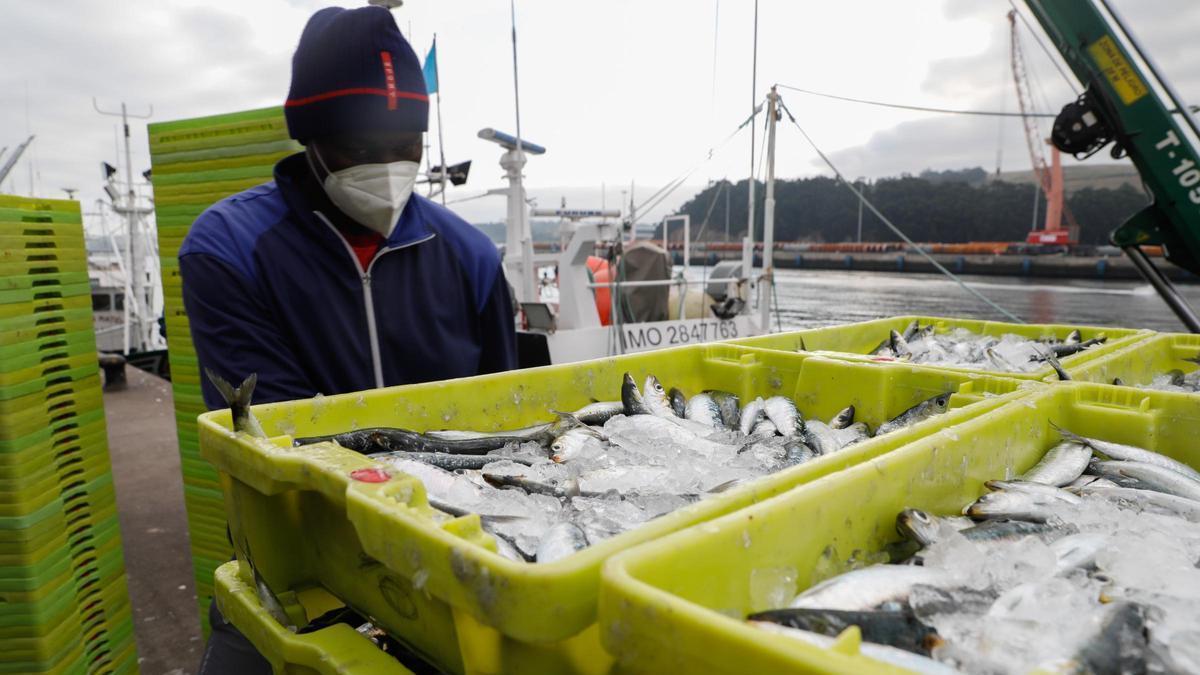 Cajas de sardinas en un barco avilesino.