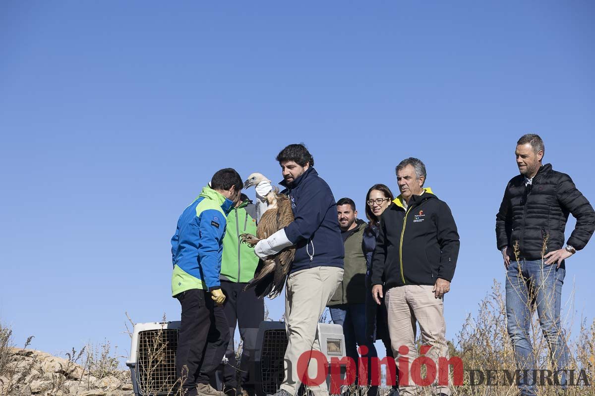 Suelta de dos buitres leonados en la Sierra de Mojantes en Caravaca