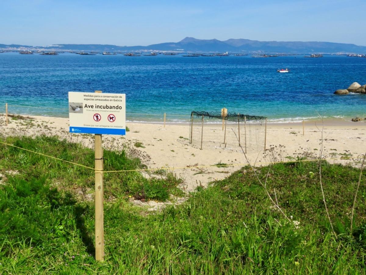 Un nido balizado y señalizado en la playa de Mexilloeira.